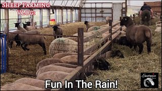Time To Build An Ark: Sheltering Our Flock From Adverse Weather Conditions! by Ewetopia Farms 1,270 views 2 weeks ago 34 minutes