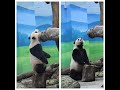 20240510 窩頭可望不可即 聰明圓寶寧放棄(午餐) Giant Panda Yuan Bao