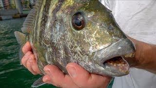 This Fish EATS Rocks... Catch Clean Cook (Sheepshead)