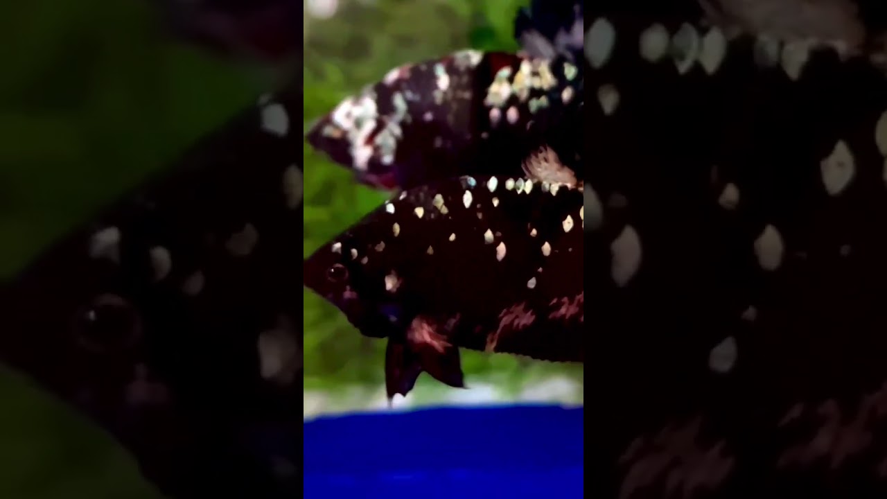 Betta black copper galaxy giá rẻ