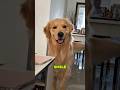 Did You Know These Secrets About Golden Retriever? 😱🐶
