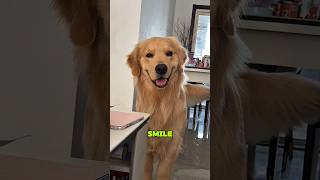 Did You Know These Secrets About Golden Retriever? 😱🐶