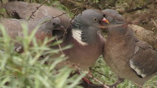 Дикий лісовий голуб | Припутень | Common wood pigeon | Columba palumbus | Хронологія висиджування