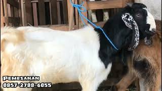 Kambing Harga 1.450 Siap Antar
