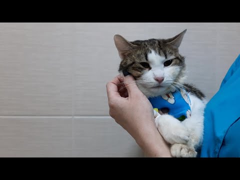 Инородное тело. Кот проглотил нитку.