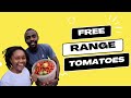 Failed trellising epic tomato harvest  millennial homesteader  15
