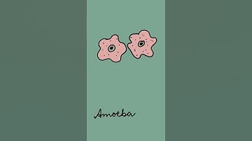 Binary fission in Amoeba