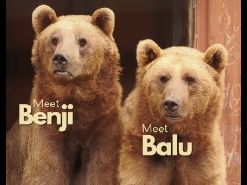 Benji and Balu Bear Enclosure – Wildheart Animal Sanctuary — Isle of Wight, England live camera thumbnail