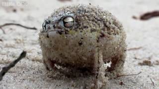 Squeaking desert wubb frog