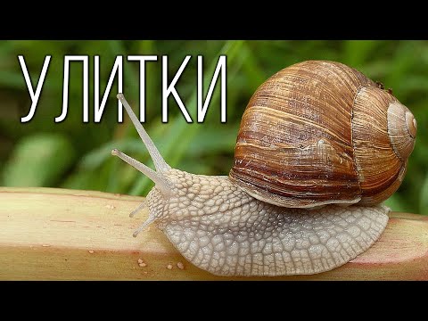 Snails: Amazing mollusks | Interesting facts about snails