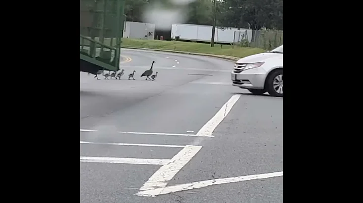 Crazy lady thinks geese are ducks