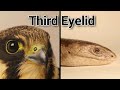 Falcon & Legless Lizard - Third Eyelid | Birds & Reptiles | Wildlife Documentary - Animal Education