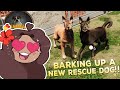 Barking Up A New RESCUE Dog?! 🐶🩹 Animal Shelter Simulator Prologue