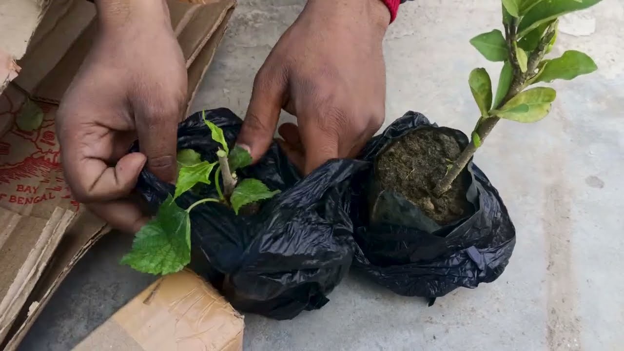 online ke spam wale plant