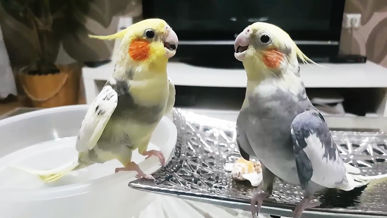 İKİ DELİ BİR ARAYA GELMEMELİYDİ :) Papağanlarım Çiko ve Paşa