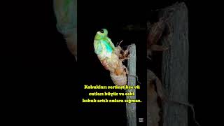 Ağustos Böceğinin Kabuk Değiştirme Anı Ağustosböceği
