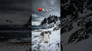 نهاية البطريق الذي ذهب وحيدا⁉️