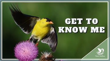 12 Incredible American Goldfinch Facts
