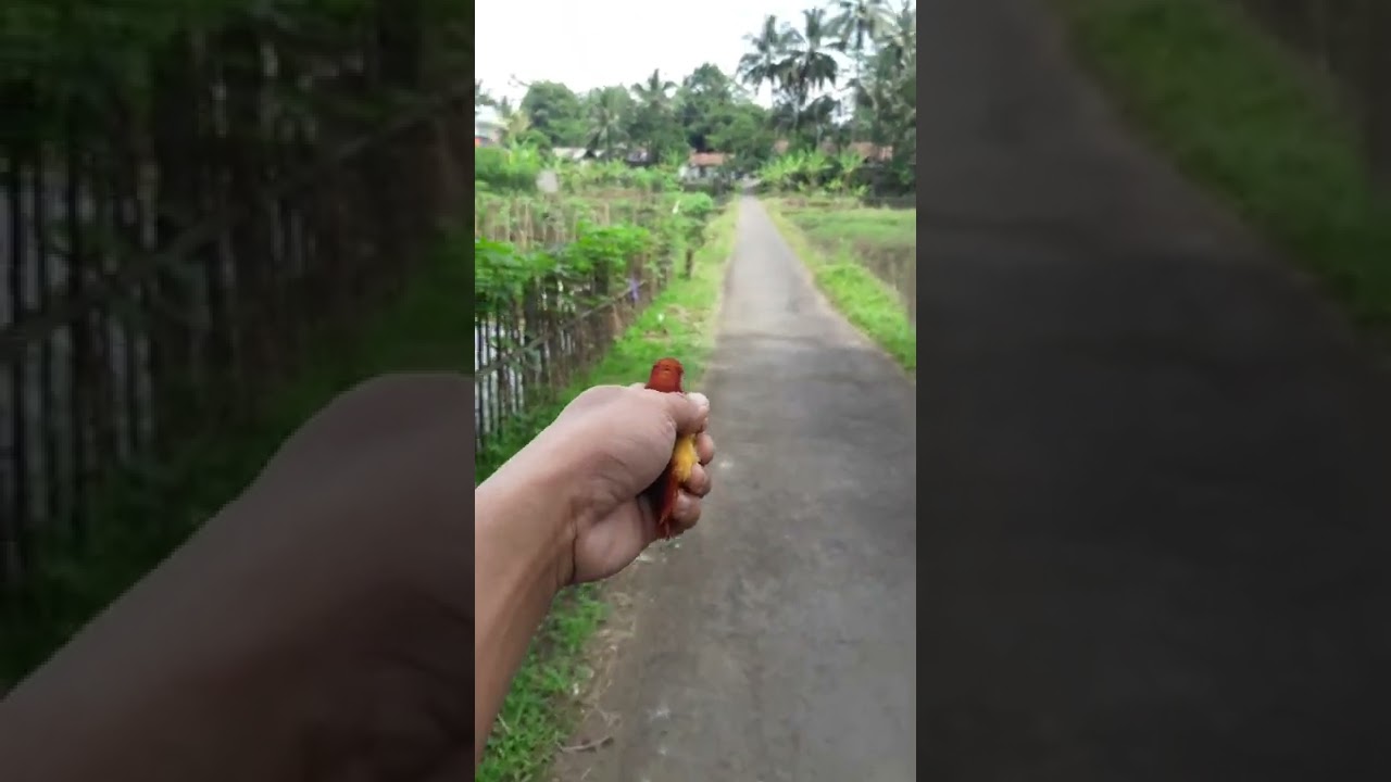 Rilis burung tengkek mini (raja udang merah)