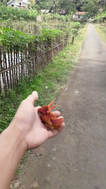 Rilis burung tengkek mini (raja udang merah)