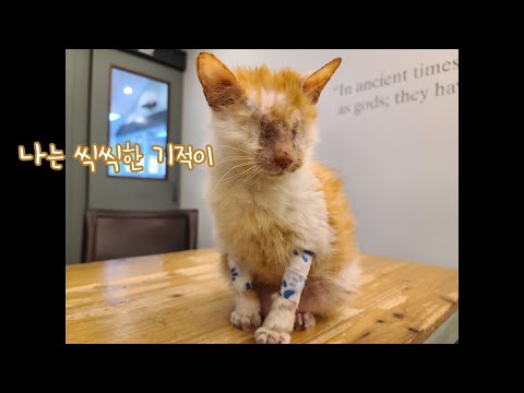 우리 기적이는 씩씩한 고양이
