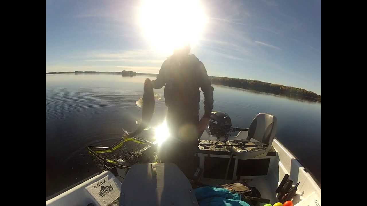 Prickskytte gös / Sharpshooting zander