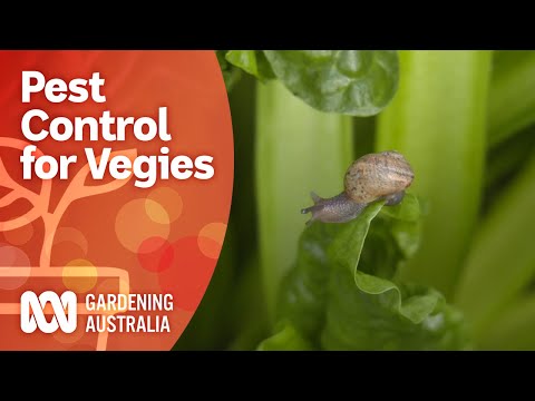 Safely control pests in the vegie patch | Growing fruit and vegies | Gardening Australia