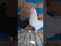 إطعام الحمام Pigeon