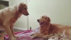 Приколы про животных 2019 май смешные собаки коты котята. Greenli