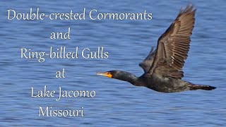 Double-crested Cormorants and Ring-billed Gulls at Lake Jacomo, Missouri