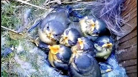 Bird hatching and brooding  | Birds life journey (HD)