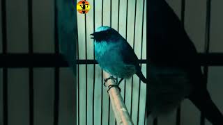 Burung Sitrun Gacor dor#Shorts