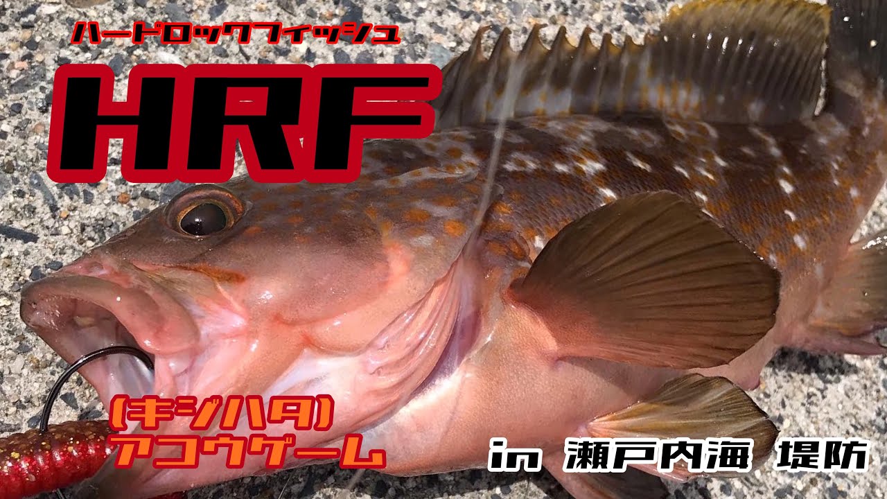 俺の釣り By Hhf Hrf アコウ キジハタ ゲーム In 瀬戸内海 堤防 Youtube