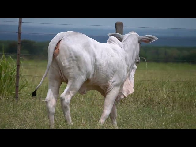 Lote 01 - Leilão Virtual Super Nelore - 2ª Edição - Matrizes