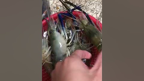 Hướng Dẫn Làm Món Tôm Hấp Nước Dừa Nguyên Chất