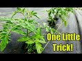 Rendre les plants de tomates 10 fois plus productifs