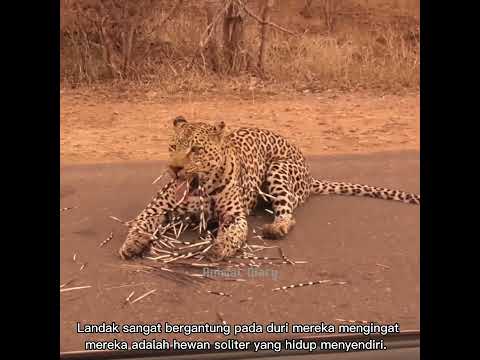 Video: Adakah landak pensil beracun?