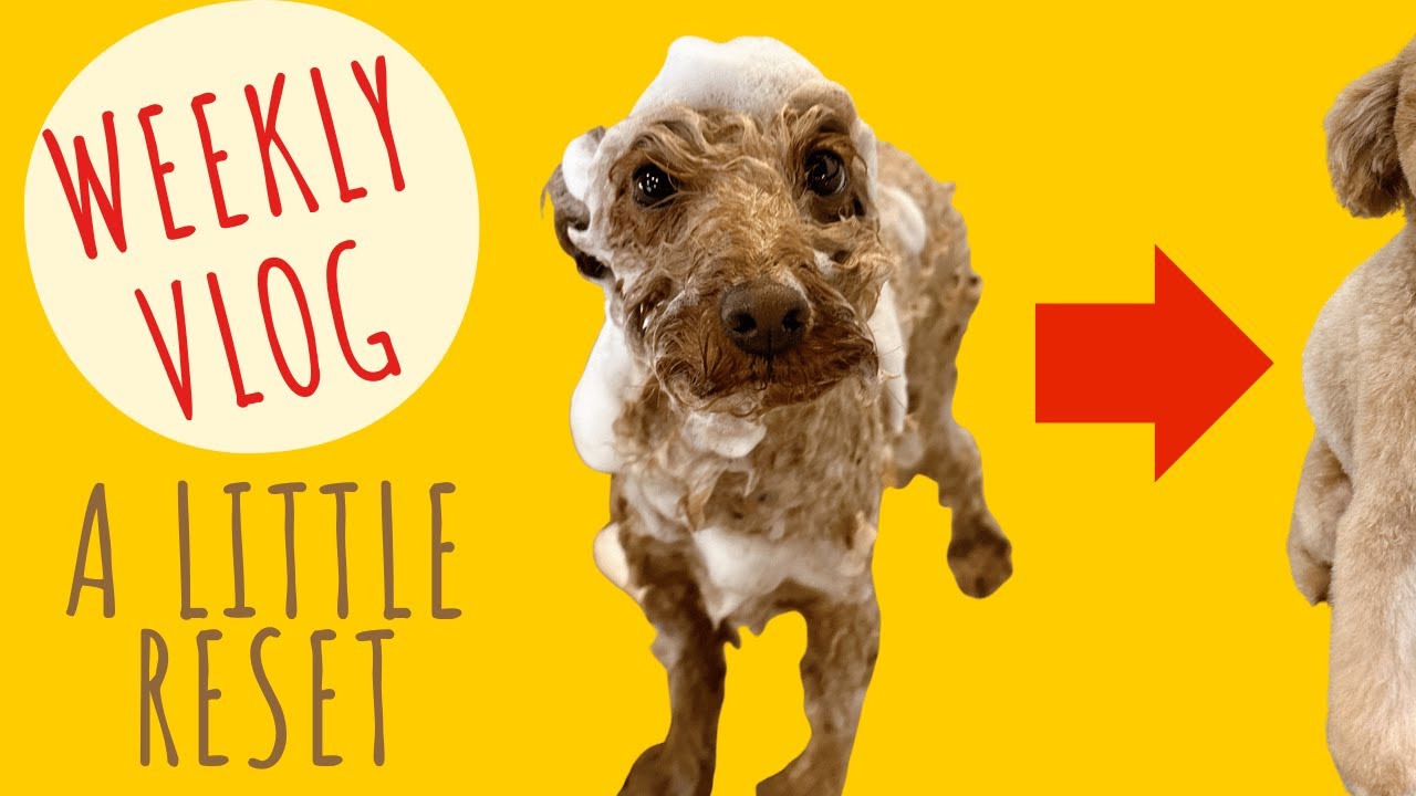 A Week in My Life | Stitching, Tidying & Coco Gets a Trim