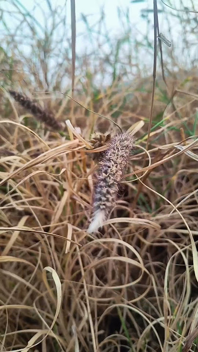 So sad #ringtone #sad #bgm #music #love #trending #nature #snake #lovesongs #insects