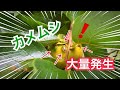 柿の消毒【カメムシ大量発生】