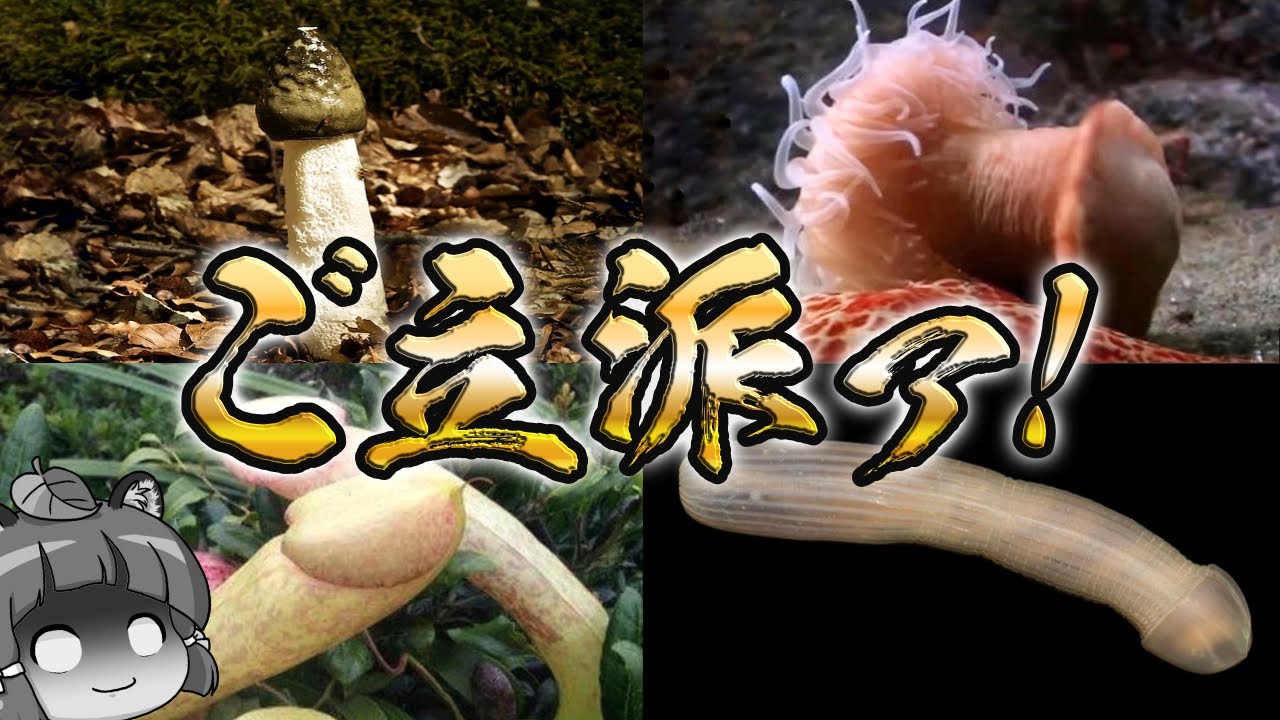 【珍生物】見た目がご立派過ぎる生き物10選 ～パート2～