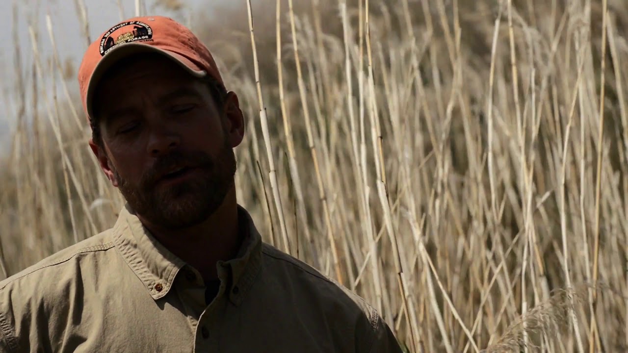 2018 Vol 3 NWV 1 Common Reed Phragmites