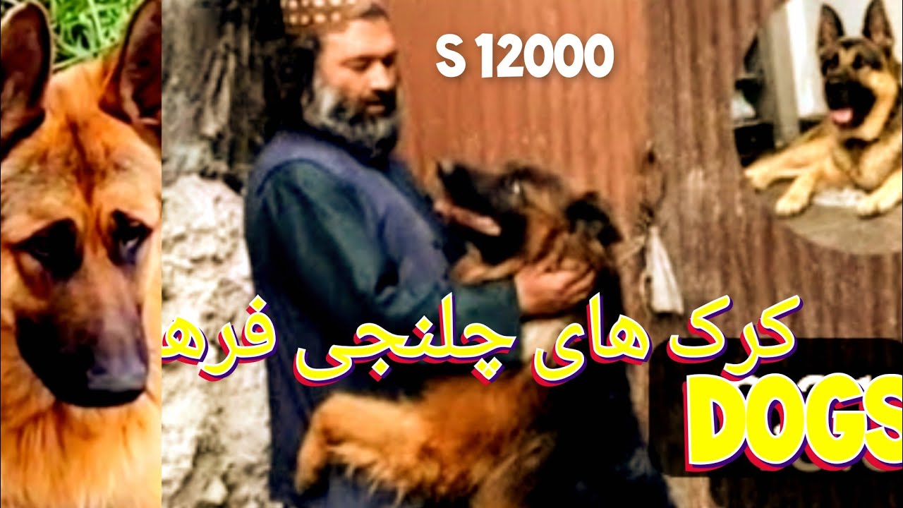 چلنح پهلوان فرهاد با اسناد فرید - YouTube