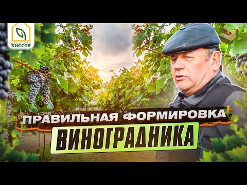 ОБРЕЗКА НЕУКРЫВНОГО ВИНОГРАДА для начинающих. Весенняя обрезка молодого винограда . Формировка куста