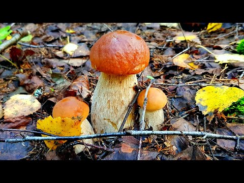 ГРИБЫ ОКРУЖИЛИ МЕНЯ!!! БЕЛЫЕ ГРИБЫ, ПОДОСИНОВИКИ и "ГРИБ-БАРАН" в СЕНТЯБРЕ 2021