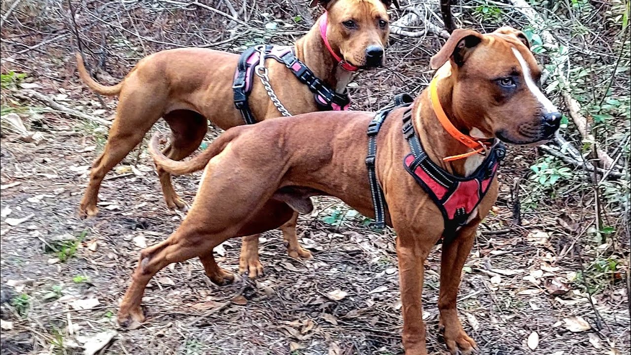 POV Hiking With APBT 