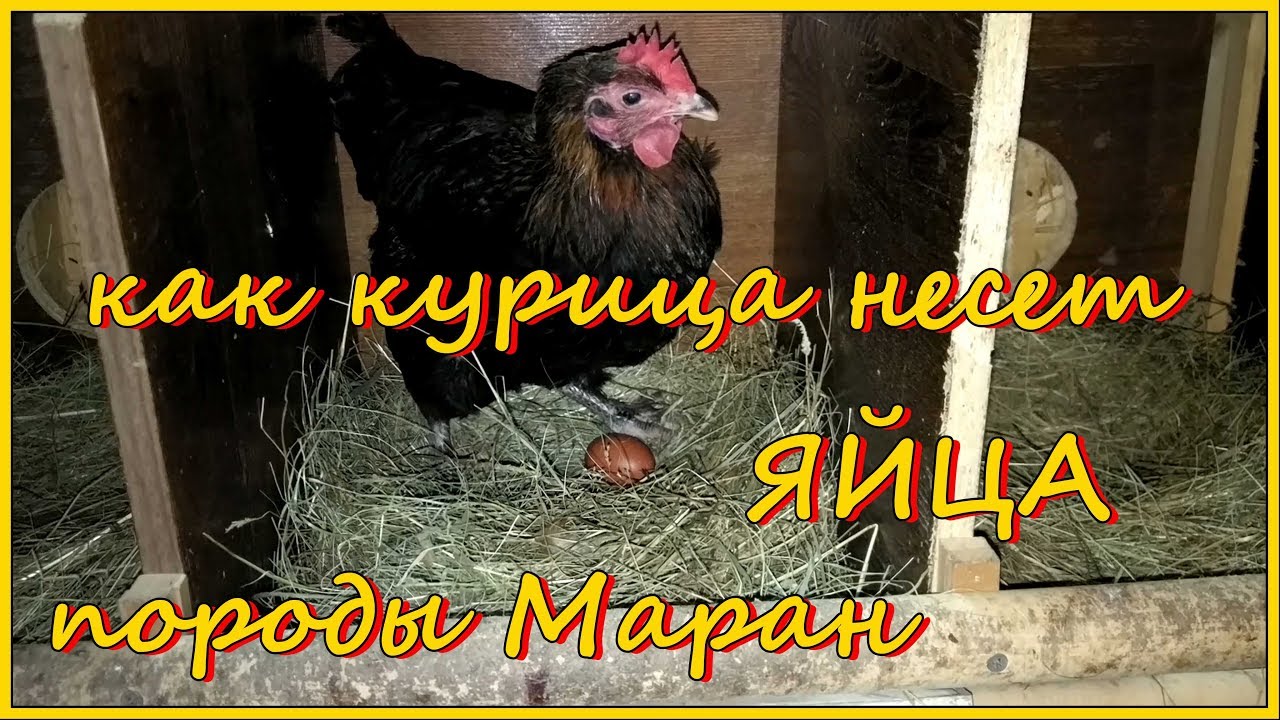 Как курица породы Маран несет яйца - YouTube