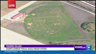 Traders Village Sunflower Field Now Open