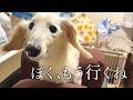 【旅立ちの合図】愛犬が亡くなる数日前から伝えてくれていたこと。【虹の橋】