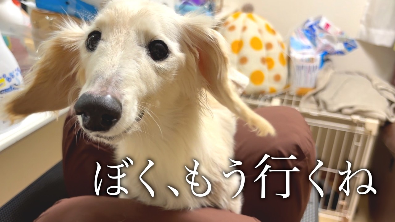 【旅立ちの合図】愛犬が亡くなる数日前から伝えてくれていたこと。【虹の橋】